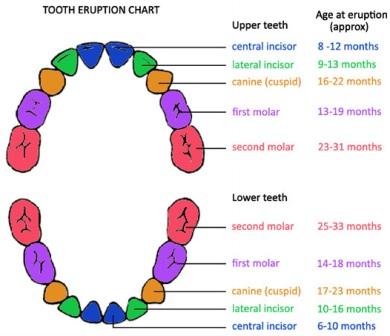 tooth-chart